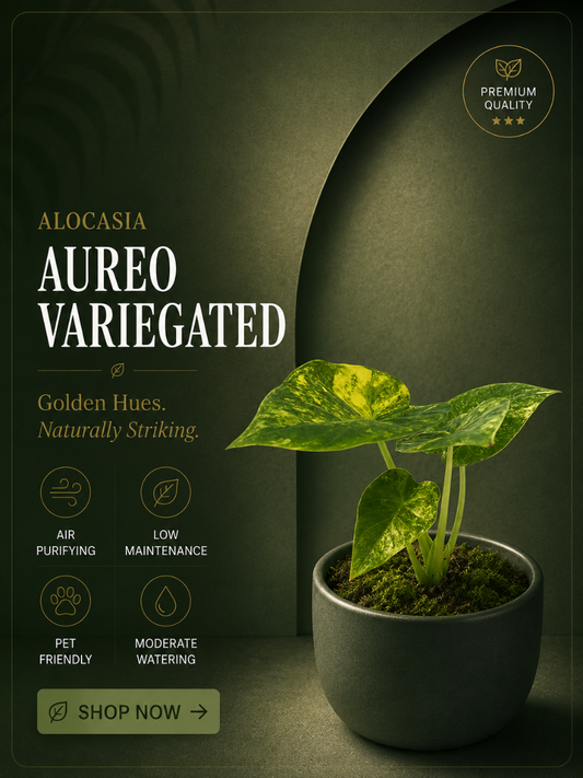 Alocasia Aureo Variegated (Well rooted Plant)