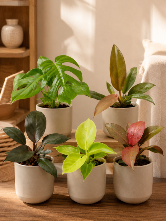 Philodendron Combo 777 (Monstera deliciosa, Florida bronze , Moonshine, Black cardinal, Macolis finale) Tissue culture plants in Jiffy