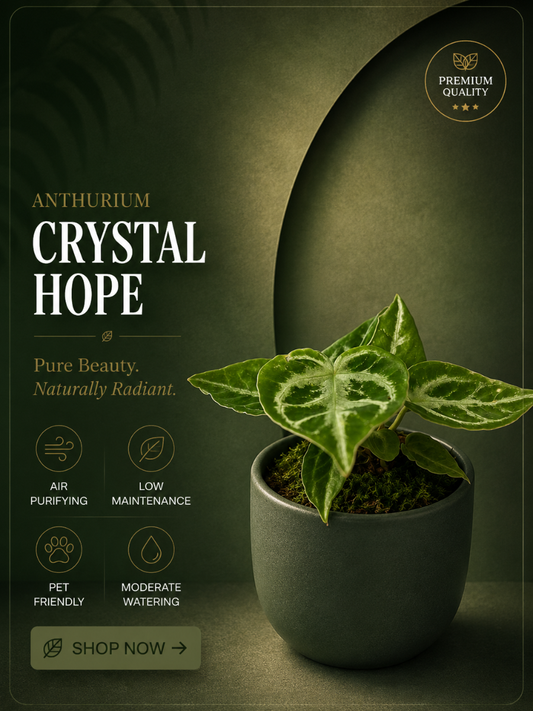Foliage Anthurium Crystal Hope (Well rooted Plant)