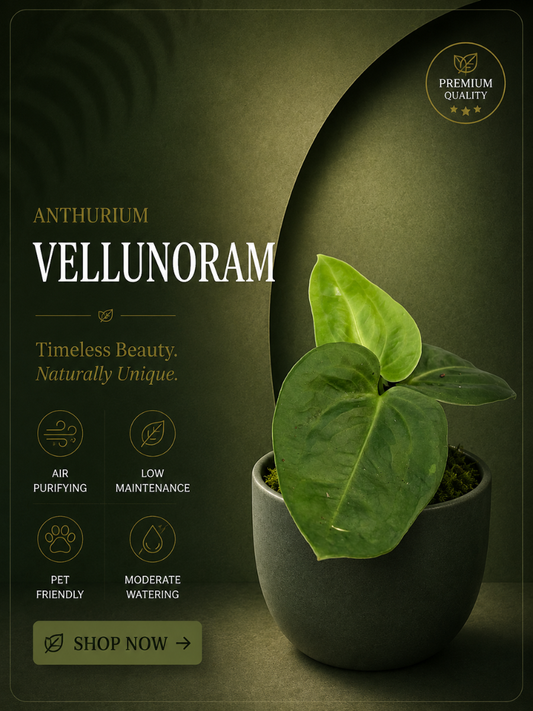Foliage Anthurium Vellunoram (Well rooted Plant)