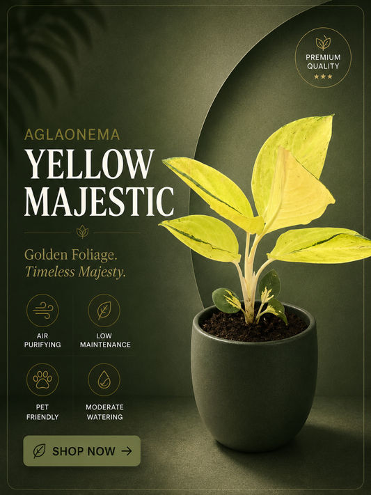 Aglaonema Yellow Majestic Plant With Pot