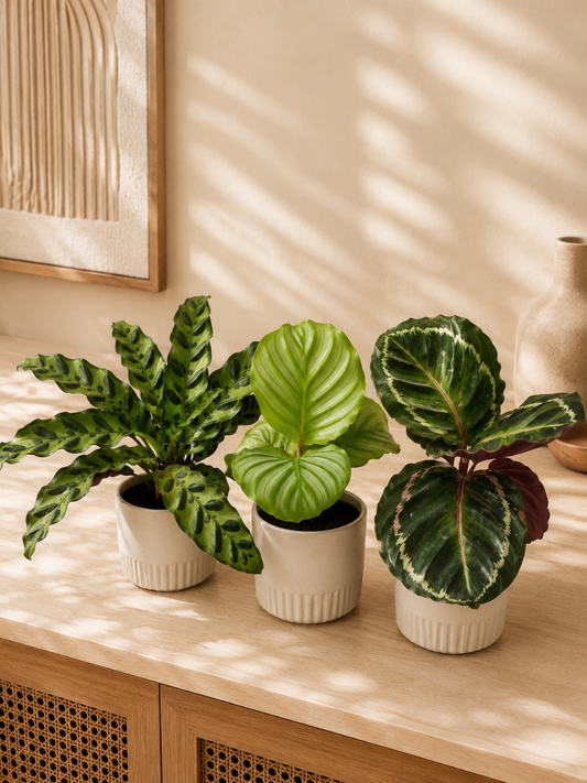 Calathea Combo 888 Orbifolia+Rattlesnake+Roseopicta (With Pot)