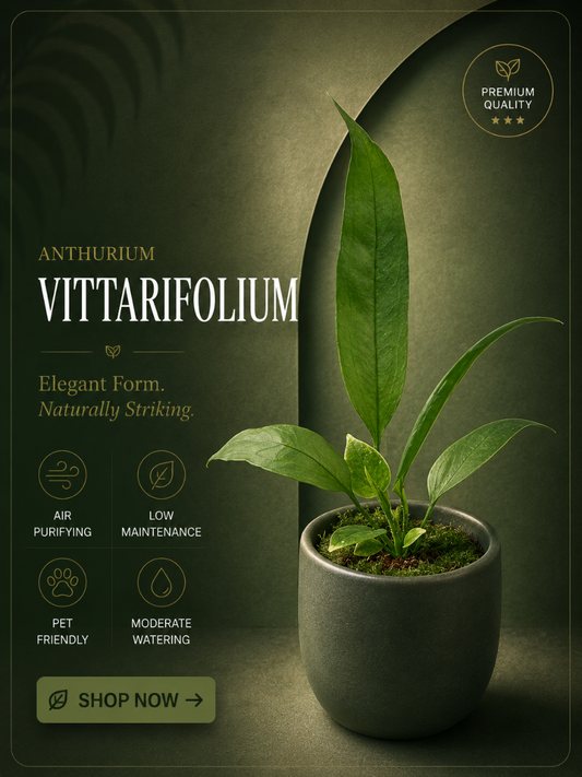 Foliage Anthurium Vittarifolium (Well rooted Plant)