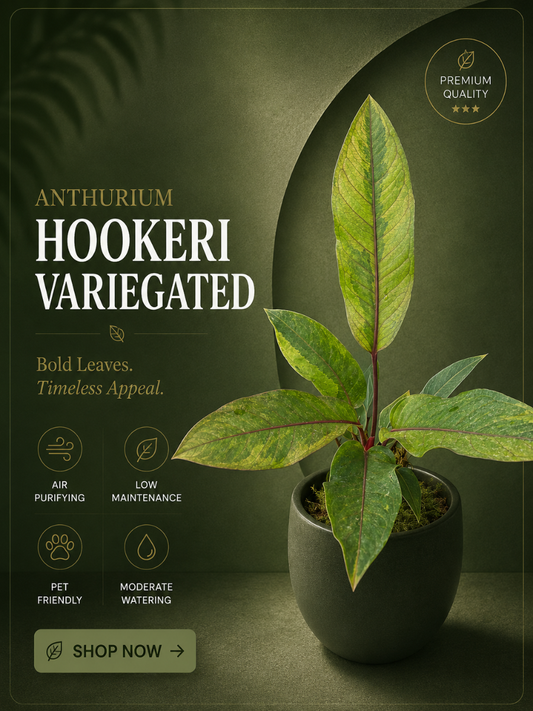 Foliage Anthurium Hookeri Variegated (Well rooted Plant) with Pot