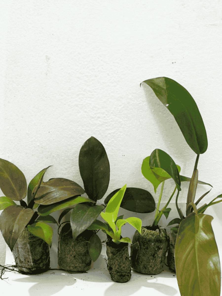Philodendron Combo 777 (Monstera deliciosa, Florida bronze