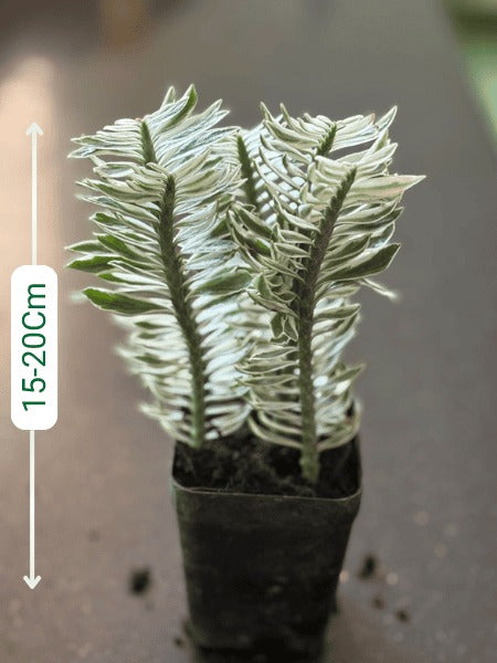 Variegated Pedilanthus (With Pot)