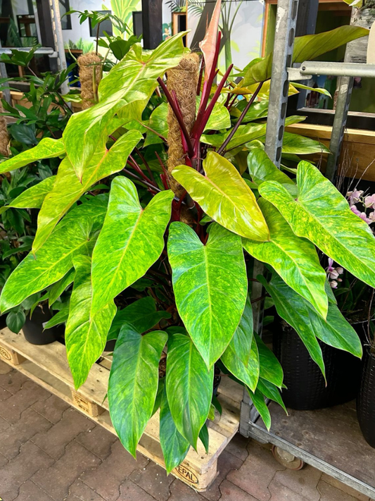 Philodendron Painted Lady (Tissue Culture Plant in Jiffy bag)