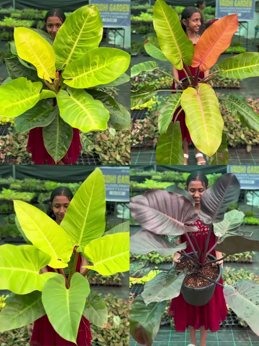Philodendron Combo 499 (Golden Melinonii, Moonshine, Orange Splendor, Black Cardinal) Tissue culture plants in Jiffy