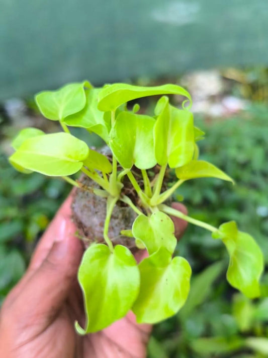 Philodendron Xanadu Golden (Tissue Culture Plant in jiffy bag )