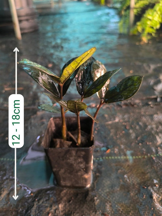 ZZ Black(Zamioculcas Zamiifolia) Multi Shooted Bushy Plant Without Pot