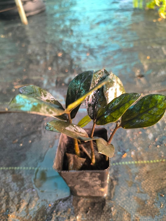ZZ Black(Zamioculcas Zamiifolia) Multi Shooted Bushy Plant Without Pot