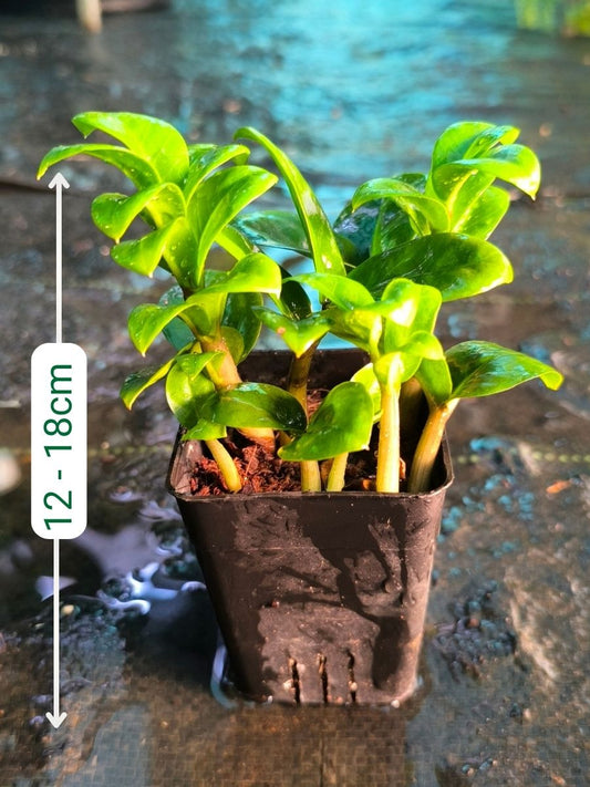 ZZ Dwarf (Zamioculcas Zamiifolia) Multi Shooted Bushy Plant Without Pot
