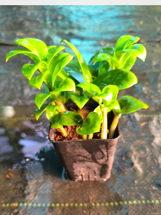 ZZ Dwarf (Zamioculcas Zamiifolia) Multi Shooted Bushy Plant Without Pot